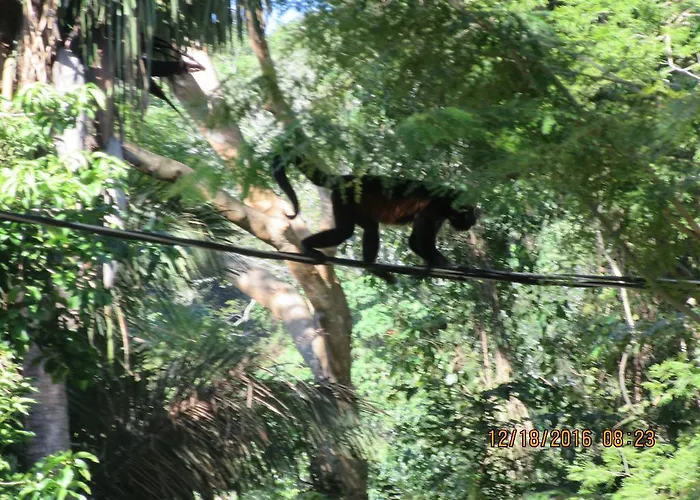 Spirit Of Jungle